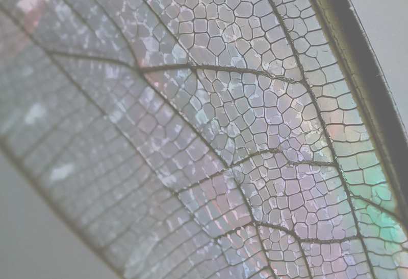 METAMORPHOSIS: IRIS CERAMICA GROUPS MULTISENSORY JOURNEY AT FUORISALONE