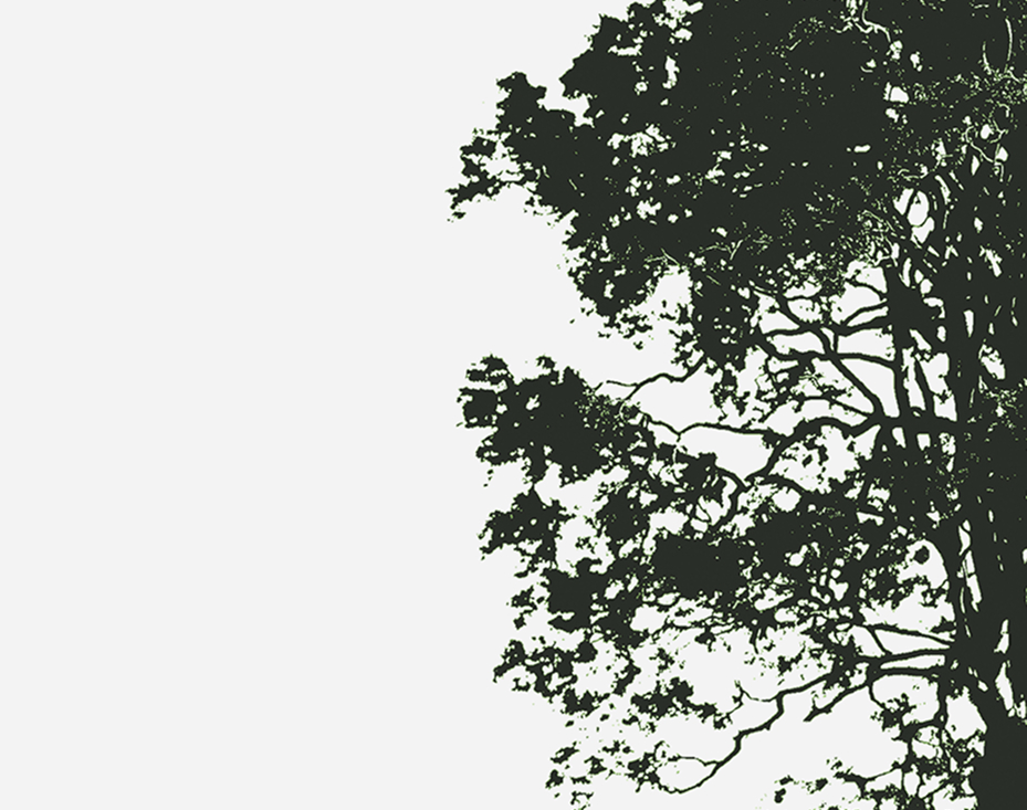 albero